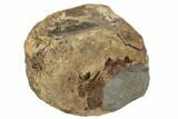 3.7" Partially Pyritized, Fossil Dinosaur Vertebra - Wyoming - #192559-1
